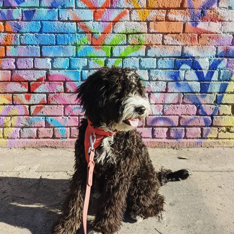 B.B. the bernedoodle dog in downtown Los Angeles